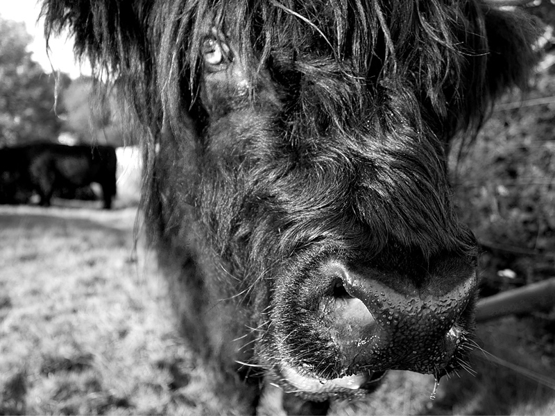 Hamish