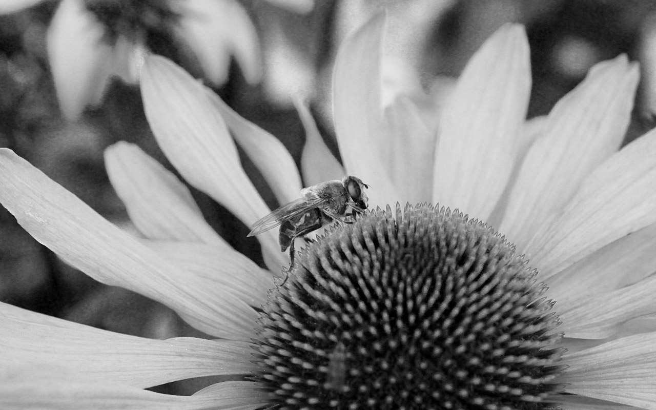 Honey bee on a flower