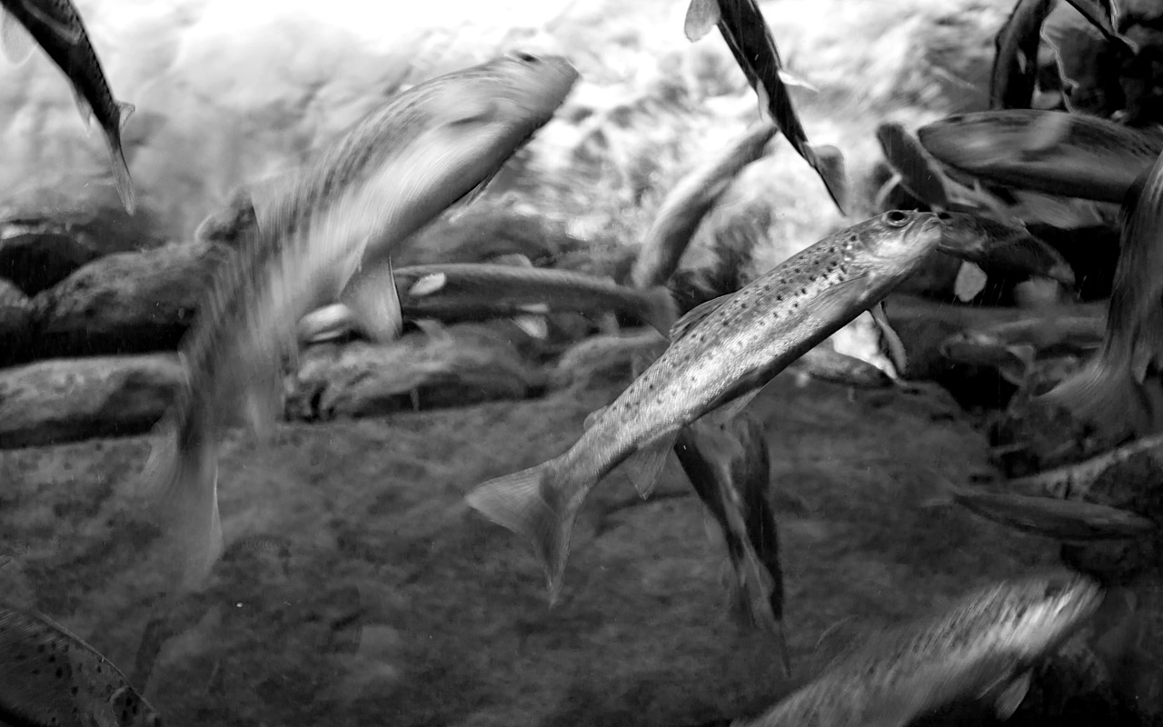 Trout at Loch Lomond Aquarium