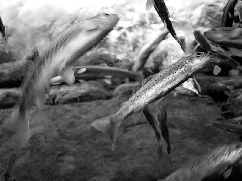 Loch Lomond Aquarium