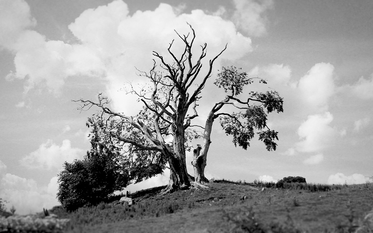 Gnarly Tree