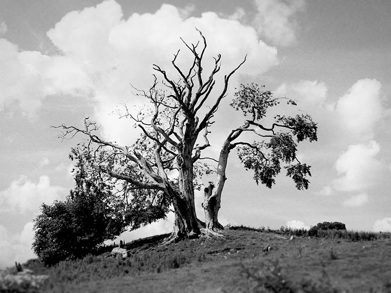 Gnarly Tree